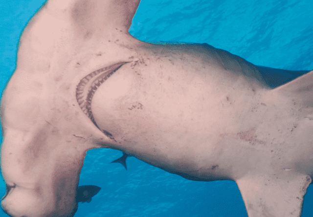 'विज्ञान रहस्य': उत्तरी कैरोलिना में शार्क द्वारा गर्भवती हुई स्टिंग्रे?