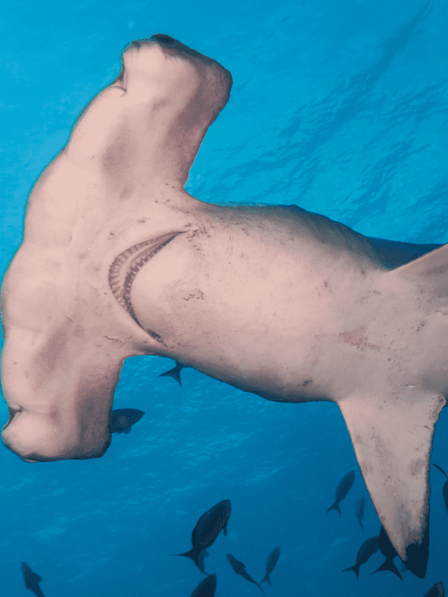 ‘विज्ञान रहस्य’: उत्तरी कैरोलिना में शार्क द्वारा गर्भवती हुई स्टिंग्रे?